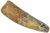 Real Fossil Spinosaurus Tooth - Feeding Worn Tip #311178-1